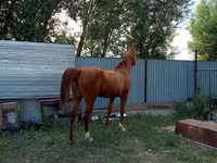 Бие, Arabian horse — 3-сурет