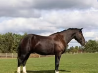 Ձի, Percheron — լուսանկար 1