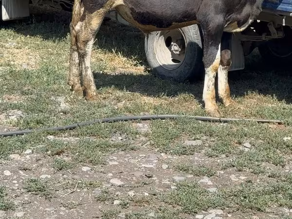 ثور, الماشية