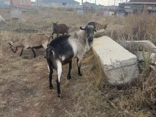 Теке, Alpine goat