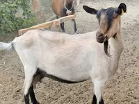 Էգ այծ, Alpine goat — լուսանկար 1