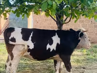 Kuh, Simmental cattle — Foto 6