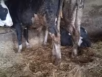 Bull, Russian Black pied cattle — photo 4