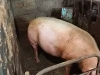 मादा सूअर, सूअर — फ़ोटो 2