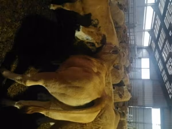 Կով, Aubrac cattle