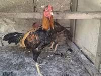 Chickens — լուսանկար 2