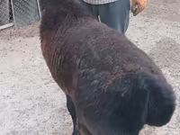 Խոյ, Tian-Shan semifinewool sheep — լուսանկար 2
