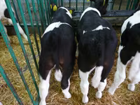 ԽՍԿ (խումբ, սեռը նշված չէ), Simmental cattle — լուսանկար 4