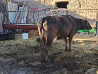 Կով, Swedish red cattle — լուսանկար 1