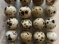Quails — foto 4