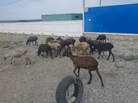 भेड़, Tian-Shan semifinewool sheep — फ़ोटो 2