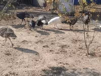 Turkeys — լուսանկար 7
