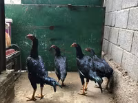 शामो चिकन्स — फ़ोटो 1