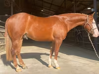 Hengst, Quarter Horse — Foto 1