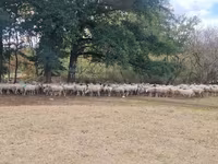 Ոչխար, Baerchuke sheep — լուսանկար 1