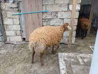 Ոչխար, Ոչխարներ — լուսանկար 7