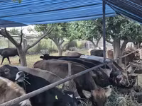 Կով, Խոշոր եղջերավոր — լուսանկար 6