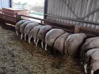 Խոյ, Beltex sheep — լուսանկար 2