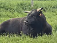 Уй, Вагю — сүрөт 4