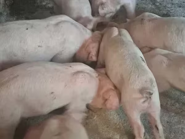 Хряк, Свиньи — Армения