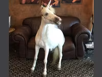 Էգ ձի, Miniature horse — լուսանկար 1