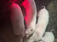 Sow, Pigs — photo 4