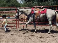 فرس, Quarter Horse — الصورة 7