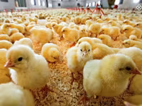Chickens — լուսանկար 2