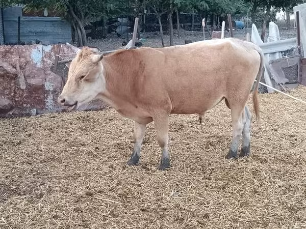 Ցուլ, Simmental cattle
