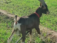 Էգ այծ, Toggenburg goat — լուսանկար 1