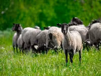 Խոյ, Romanov sheep — լուսանկար 4