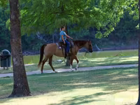 Stute, Quarter Horse — Foto 8