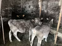 सांड, मवेशी — फ़ोटो 3