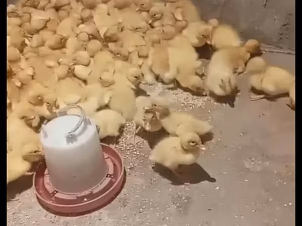Немецкий пекин