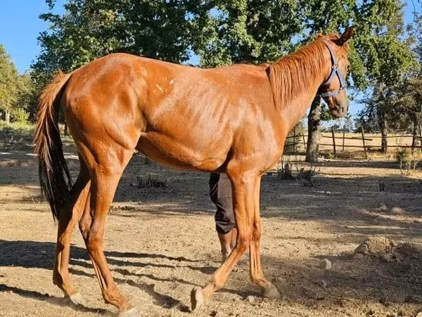Stute, Arabian horse