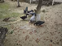 Ducks — Foto 4