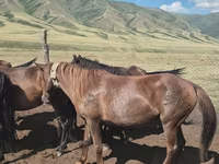 Էգ ձի, Ձիեր — լուսանկար 4