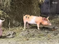Säue, Schweine — Foto 2
