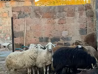 Ոչխար, Ոչխարներ — լուսանկար 3