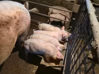 Sow, Pigs — photo 2
