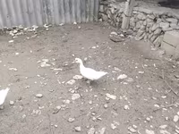 Ducks — foto 4