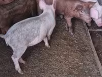 Pigs (batch, sex not specified), Дюрок — photo 5