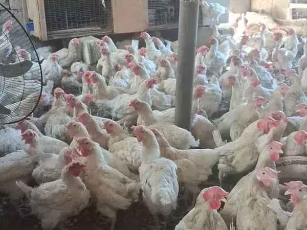 Լոհման Բրաուն