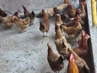 Chickens — Foto 3