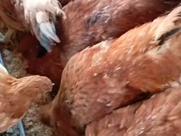 Chickens
