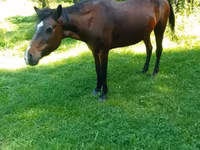 Mare, Horses — photo 1