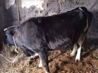 Cow, Cattle — photo 8