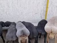 Խոյ, Arashan sheep — լուսանկար 1