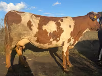 Vaca, Simmental cattle — foto 1