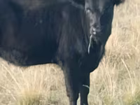 Cow, Aberdeen-Angus — photo 1